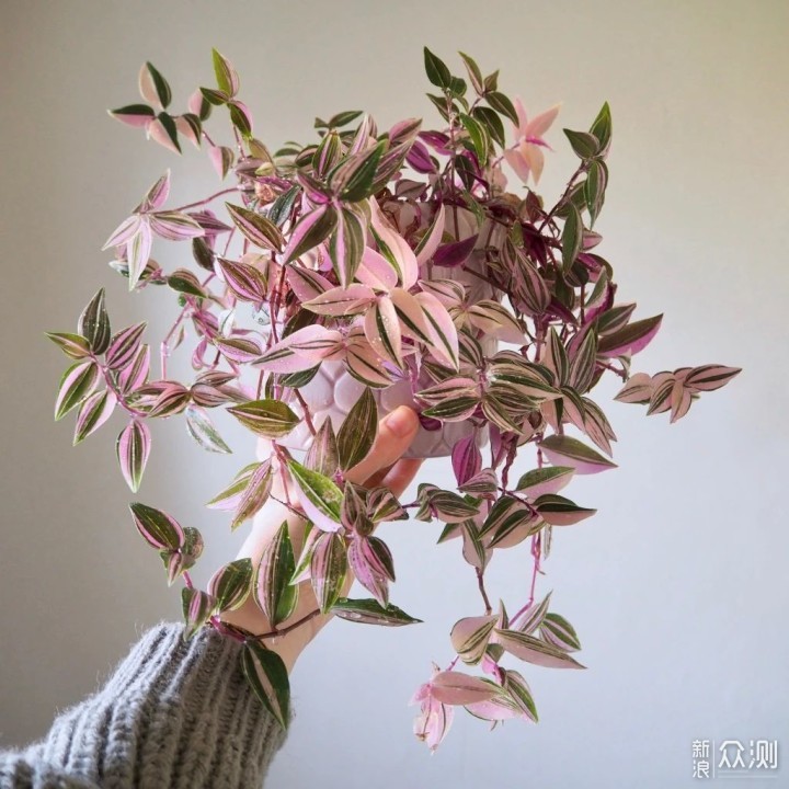 油画婚礼吊兰的养殖方法