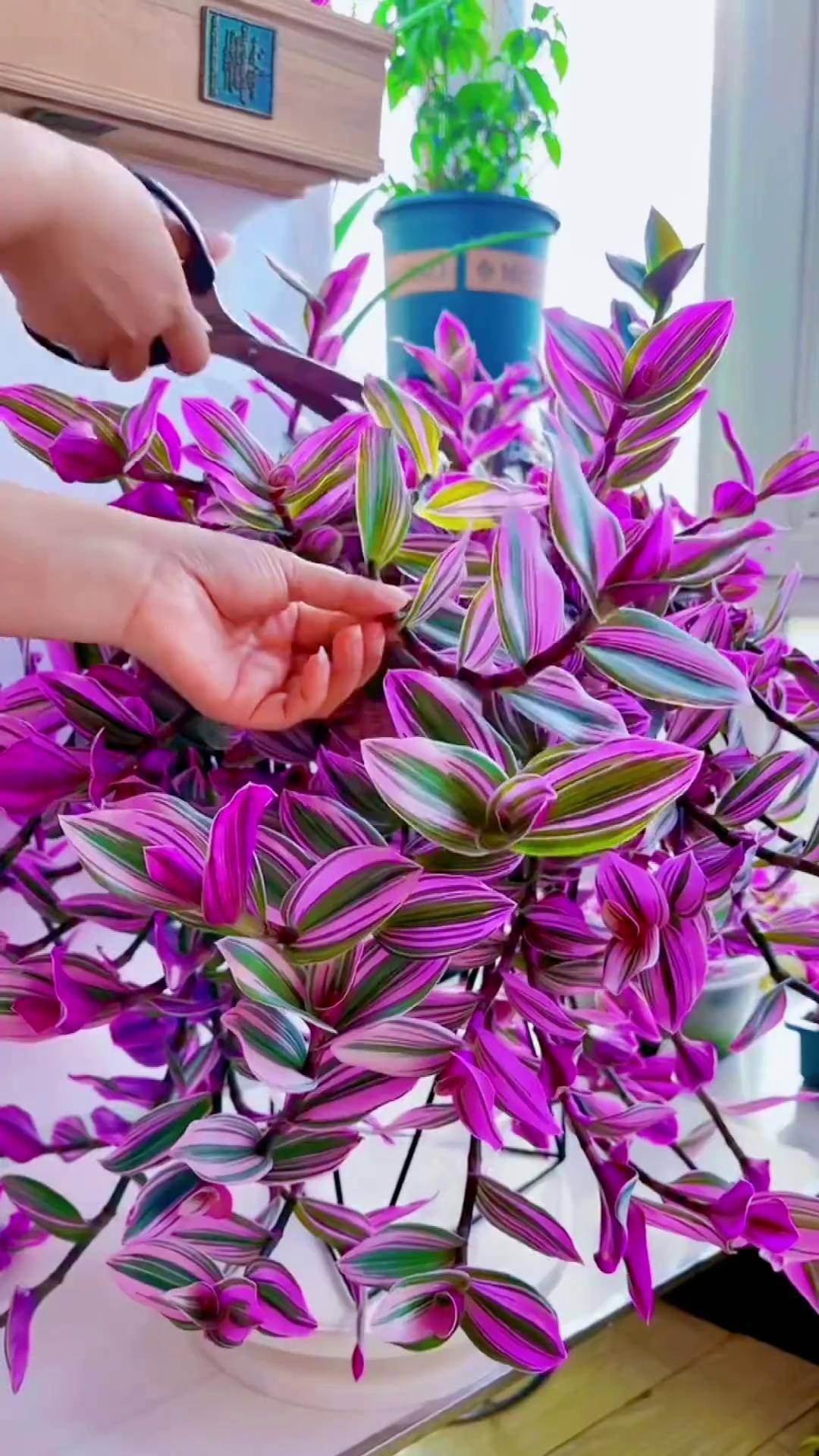 油画吊兰与油画婚礼吊兰的区别