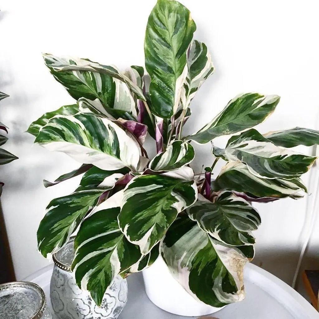 油画竹芋图片欣赏