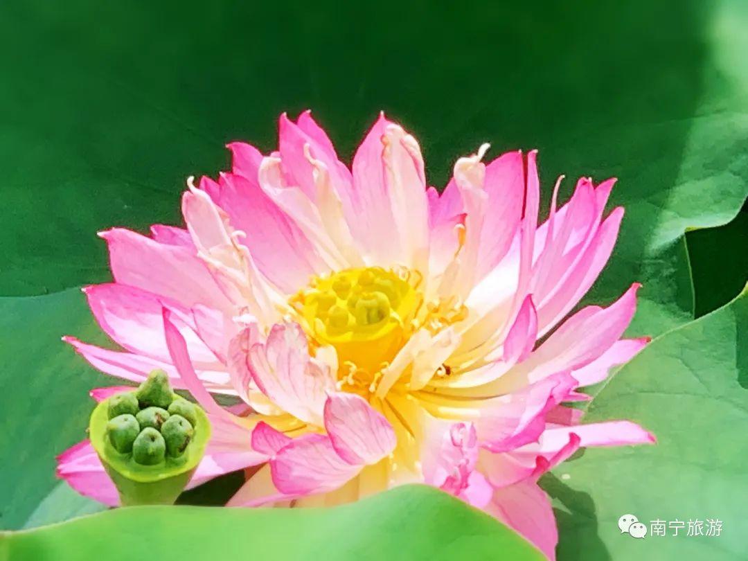 竹韵东方，中国画竹子的艺术魅力