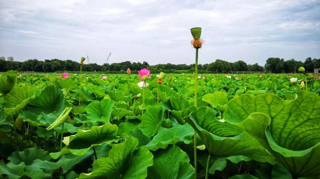 擅长画荷花的画家，周敦颐与他的爱莲说