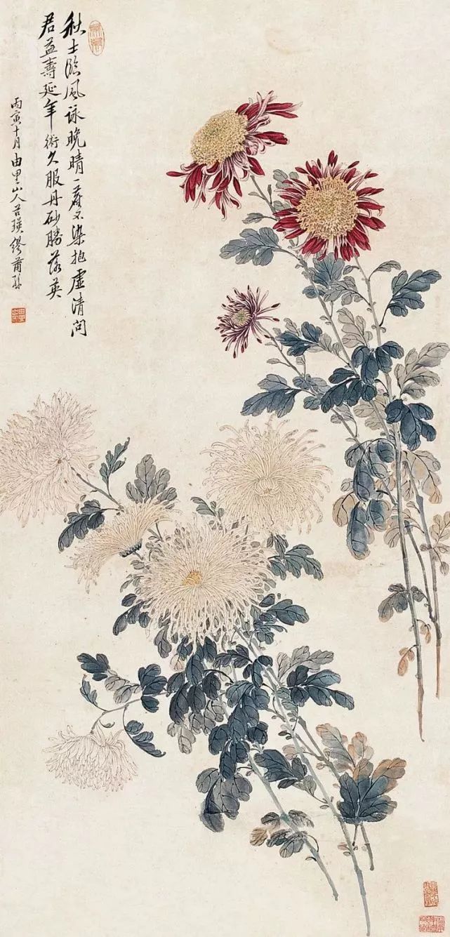 赏菊之韵