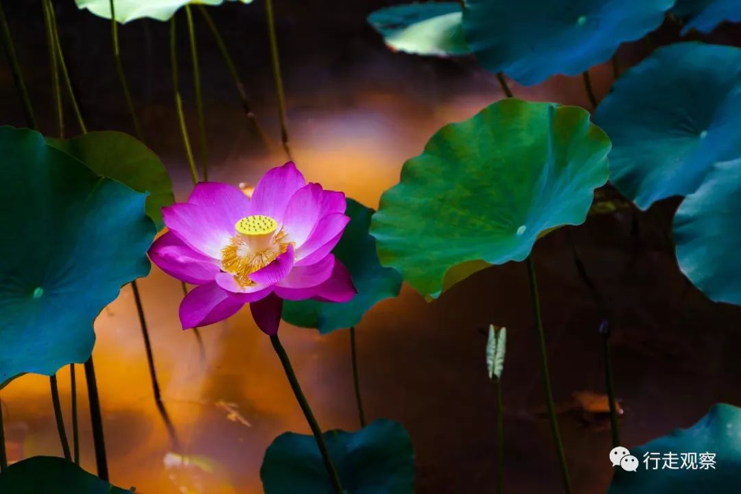 荷花之美，从图片到画布的诗意之旅