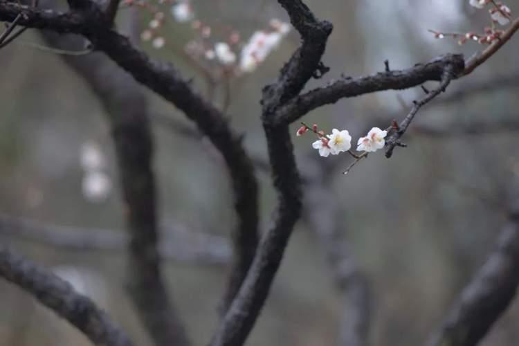 墨香梅韵