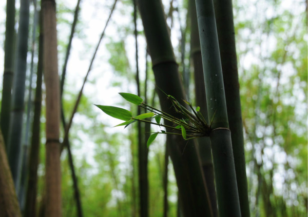 竹影婆娑，竹子图片大全高清鉴赏