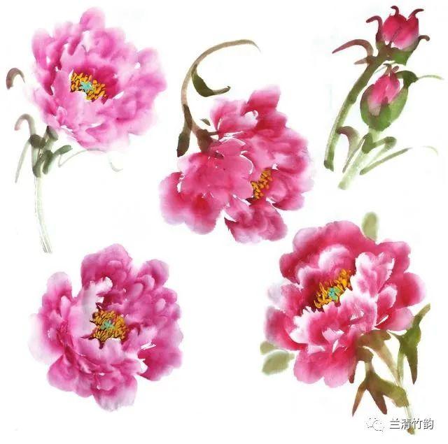 牡丹花画法，笔墨间绽放的国色天香