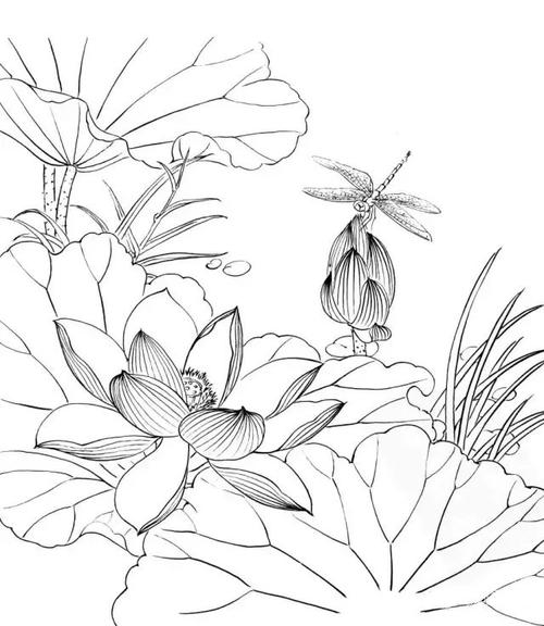 荷花白描图片大全，一抹清雅，静赏莲之韵