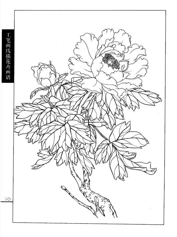 探秘工笔牡丹