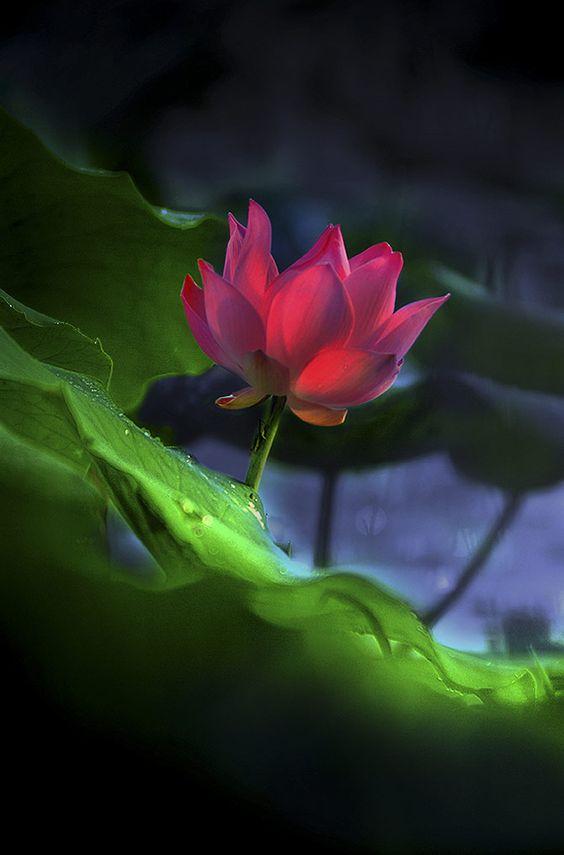 荷花，笔墨间的清雅之舞——一幅荷花图片绘画作品的赏析