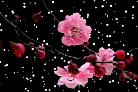 探索国画梅花之韵，一部详尽的国画梅花画法视频指南