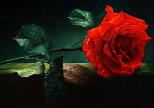 油画玫瑰花，艺术与自然的完美融合