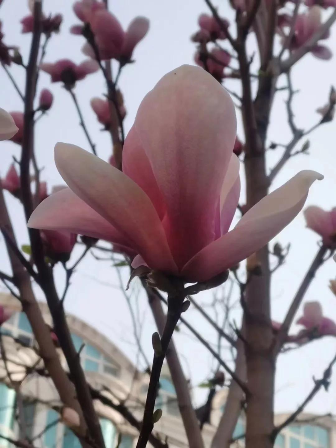 探索小动物卡通画的奇妙世界，童心未泯的色彩盛宴