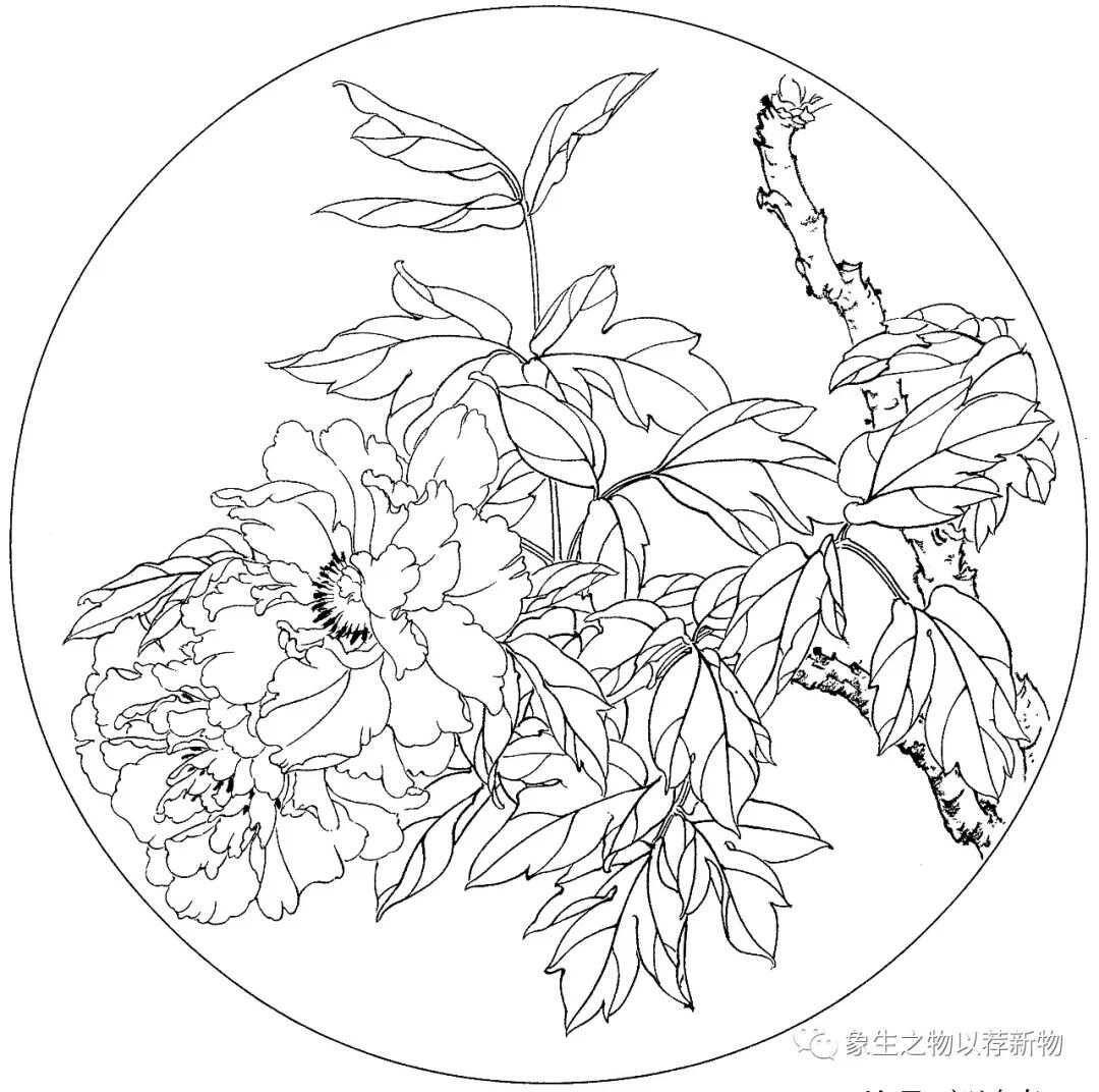 探索工笔画牡丹的细腻之美，白描底稿的奥秘