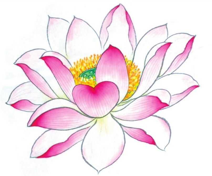 探秘工笔画荷花，高清图片大全与艺术魅力
